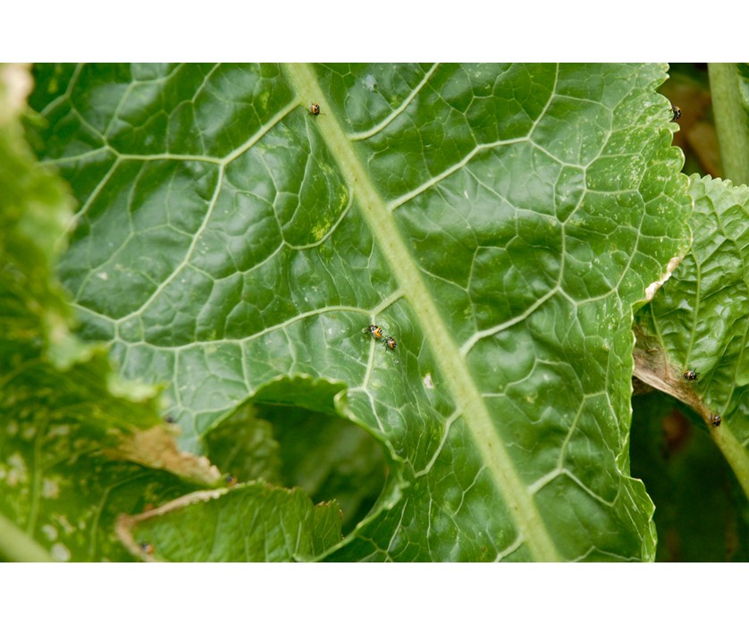 Horseradish